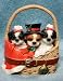 AKC Shih Tzus Tzu in Basket Christmas Ornament Figurine