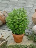 Oregano Seeds - Origanum Vulgare - .05 Grams - Approx 500 Gardening Seeds - Herb Garden Seed