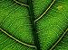 Close-up of a Leaf of the Extremely Rare Plant Alectryon Macrococcus National Geograp...