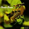 Charlie Hunter