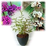 紫式部[ムラサキシキブ]と白式部[シロシキブ]の寄せ植え4.5号陶器鉢[実付き]