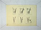 Horse 1816 Tumour Elbow Knee Leg Medical Old Print