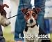 I, Jack Russell: A Photographer and a Dog's Eye View