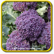 Broccoli Seeds - 'Purple Sprouting' Vegetable Seed Packet (500 Seeds)