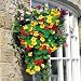 Suttons Nasturtium Dayglow Mix Seeds