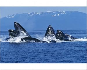 HUMPBACK WHALES - co-operative feeding / bubble net feeding Photographic Prints