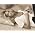 Thumbnail image of Carrie Underwood