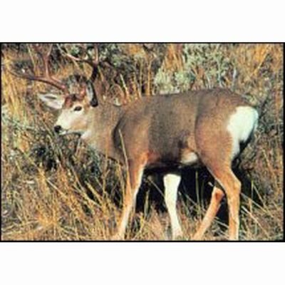 Size 28"X42" Style 109 Mule Deer Delta Tru Life Animal Targets