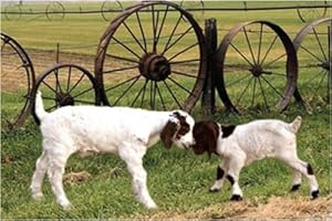 Goat - $2.50 : Counted Cross Stitch Patterns by PinoyStitch, Cross