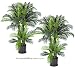 TWO Sets of Pre-potted 4' Triple Phoenix Artificial Tropical Palm Trees