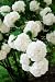 Chinese Snowball Bush Live Viburnum Plant 1 gallon Rare