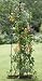 Outdoor Living : Trellis Obelisk