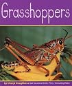 Grasshoppers (Insects)