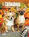 Chihuahuas 2016 Engagement