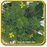 1 Oz Broccoli Seeds - 'Early Fall Rapini' Bulk Vegetable ... thumbnail