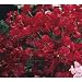 Winston Churchill Sweet Pea 20 Seeds