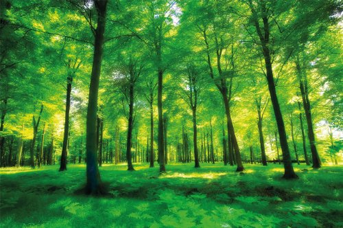 Forest photo wallpaper - green forest mural - XXL forest glade wall decoration 82.7 Inch x 55 Inch