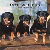 Rottweilers 2009 Wall Calendar 12 X 12