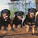   - Rottweilers 2009 Wall Calendar 12