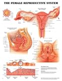 The The Female Reproductive System Anatomical Chart