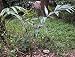 Rattan-Palme - Plectocomia himalayana 3K