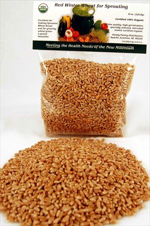 1 2 Pound (8 Oz.) -Certified Organic Hard Red Wheat Seed - Plant & Grow Wheatgrass,... by Living Whole Foods