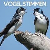 Vogelstimmen - Entspannungsmusik, Natur und Meditation