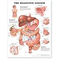 The Digestive System