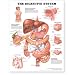 The Digestive System