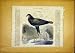 Bird Snake-Eater French Print 1866 Animal