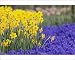 Photographic Prints of Daffodils and Grape from Danita Delimont