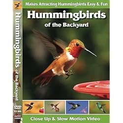 Hummingbirds of the Backyard