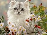 Domestic Cat, Turkish Van Kitten Among Michaelmas Dasies and Rose Hip Photographic Poster Print by Jane Burton, 16x12