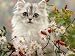 turkish van - Domestic Cat, Turkish Van Kitten Among Michaelmas Dasies and Rose Hip Photographic Poster Print by Jane Burton, 16x12