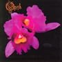 Orchid