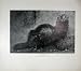 1904 English Photograph Polecat Nature Animals