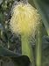 Corn Silk Is the Female Flower of the Corn Plant, Zea Mays Photographic Poster Print by Brad Mogen, 30x40