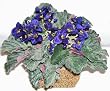 Double African Violet in Basket *FREE SHIPPING*