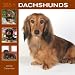   - 365 Days of Dachshunds 2009 Wall Calendar