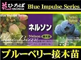 ブルーベリー 苗 ネルソン ノーザンハイブッシュ系　接ぎ木苗 【ブルーインパルス】 blueberry