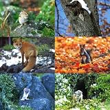 《絵はがき》動物写真ポストカード『自然王国北海道』動物カードセット 18枚入り【自然写真家 工藤幸男 作品集】