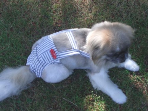 Joybies Blue Striped Piddle Pants(tm) for XXX Small Male Dog (Measuring 7-9 From Collar to Base of Tail)