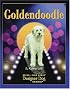 Goldendoodle (Designer Dog)