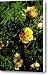 Desert Rose Virginia City NV Canvas Print / Canvas Art - Artist LeeAnn McLane-Goetz