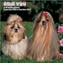Shih Tzu 2010 Wall Calendar