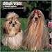 shih_tzu30shih tzu - Shih Tzu 2010 Wall Calendar