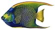 Walls of the Wild Queen Angelfish