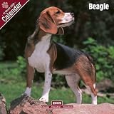Beagle 2009 Wall Calendar