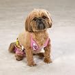 Casual Canine Maui Flowers Dog Bathing Suit (Dog Bikini) - Medium