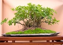 M&M BONSAI UNBRELLA TREE ON SLAB